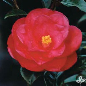 Greensboro Red Camellia, Camellia japonica 'Greensboro Red'